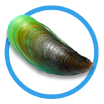 Green-lipped mussel