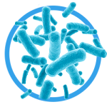 Bacteria