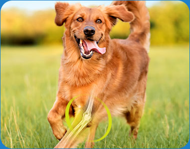 A healthy dog with strong joints