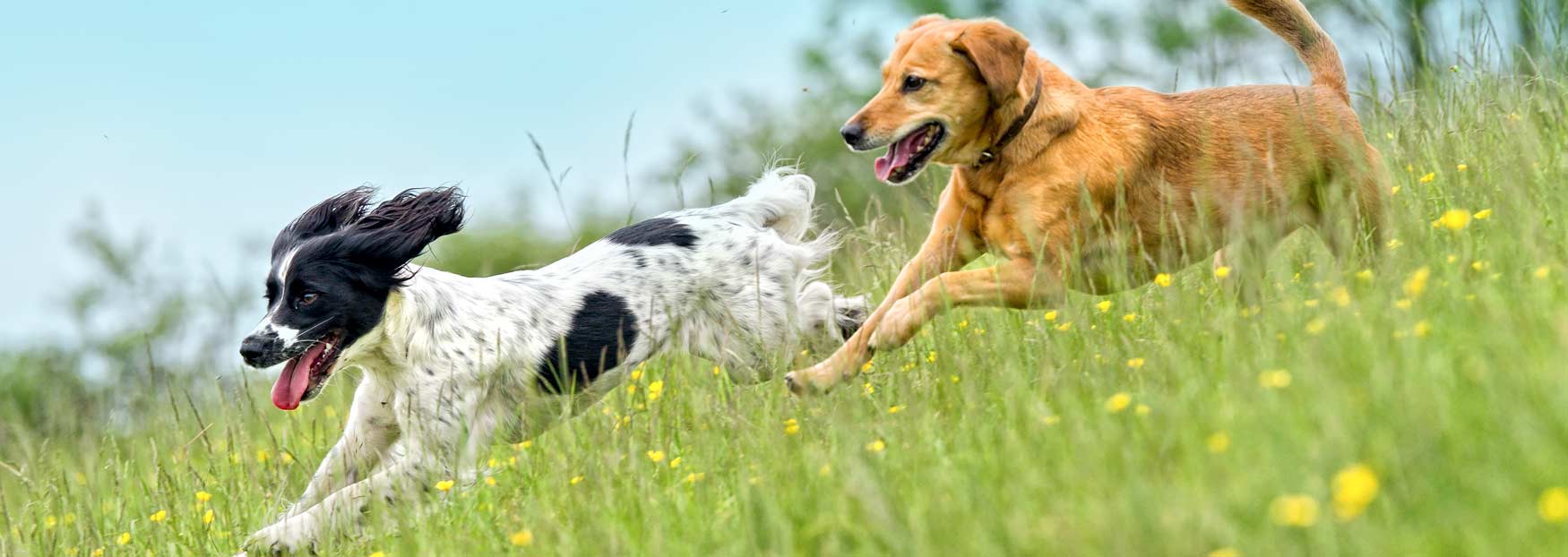 CANIVET Joint supplements for dogs get dogs moving freely