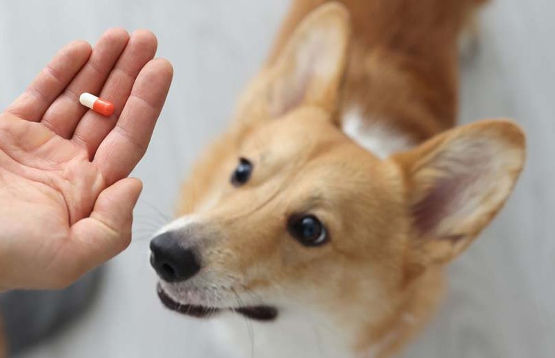 How to choose a joint supplement for dogs UK?