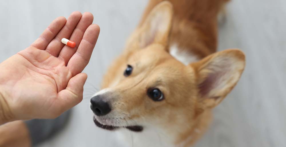 How to choose a joint supplement for dogs UK?