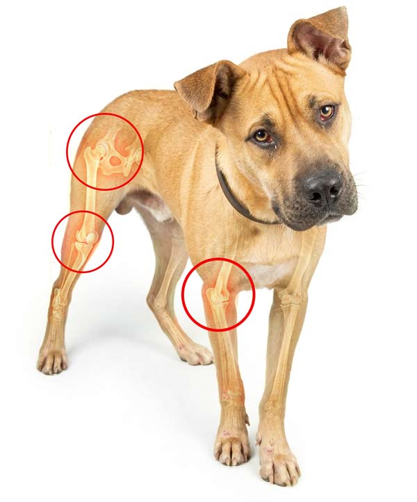 Sad dog showing signs of joint discomfort and stiffness