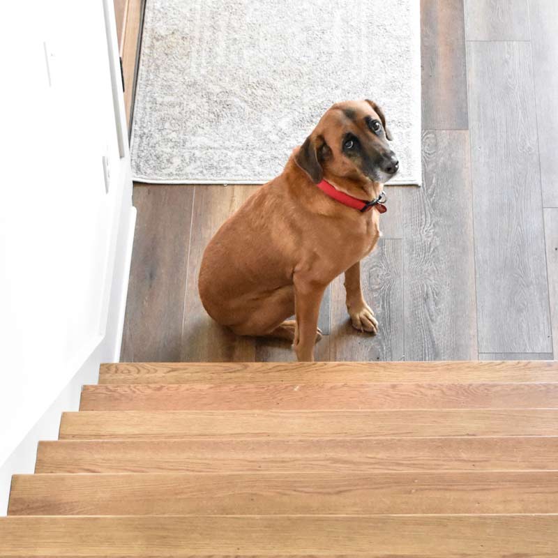 Old senior dog looking nervous at bottom of stairs due to joint stiffness