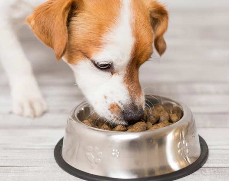 Dog happily eating food topped with CANIVET probiotic powder