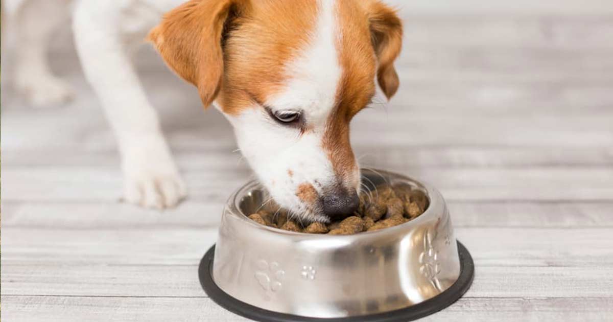 Dog happily eating food topped with CANIVET probiotic powder