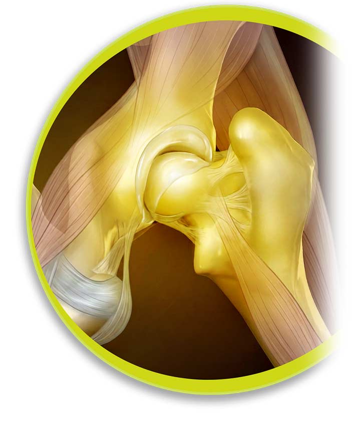 Healthy dog joint supported by CANIVET HIP+JOINT supplements