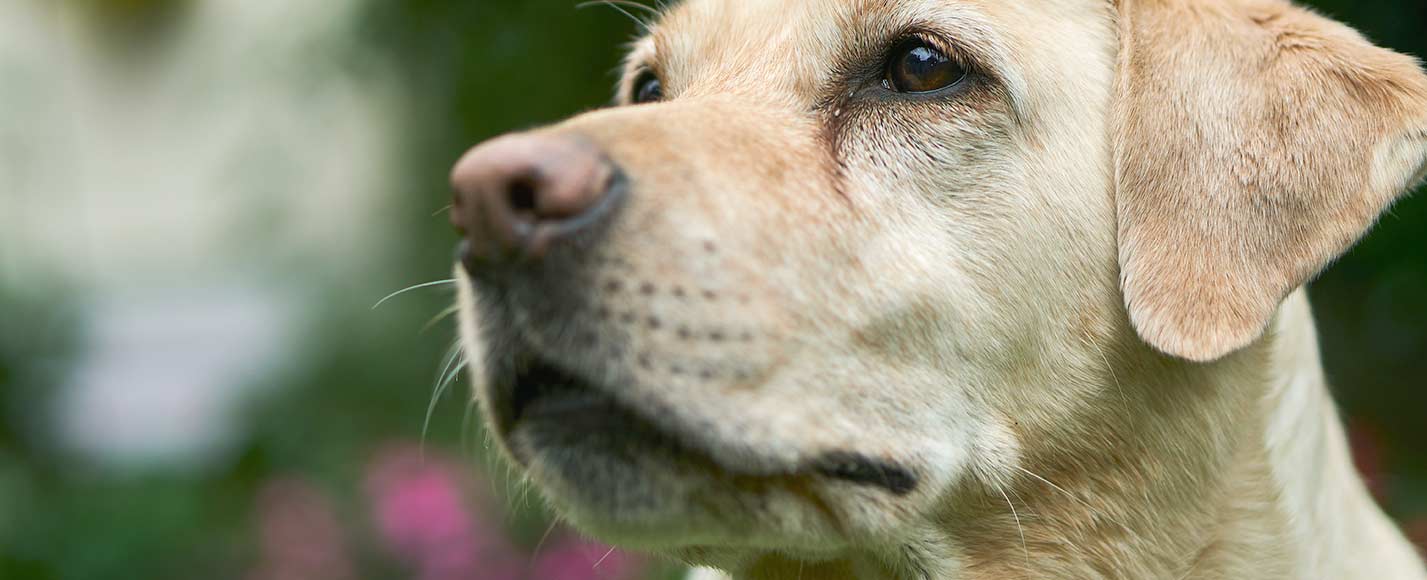 Healthy Labrador dog - CANIVET joint supplements for Labradors