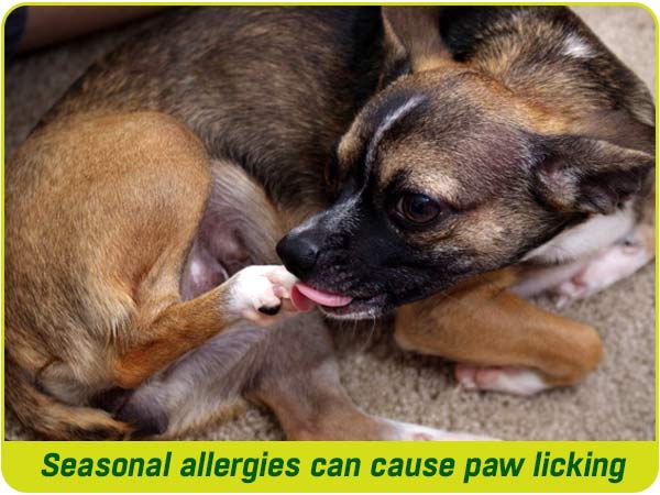 A dog licking its paws because of a seasonal allergy