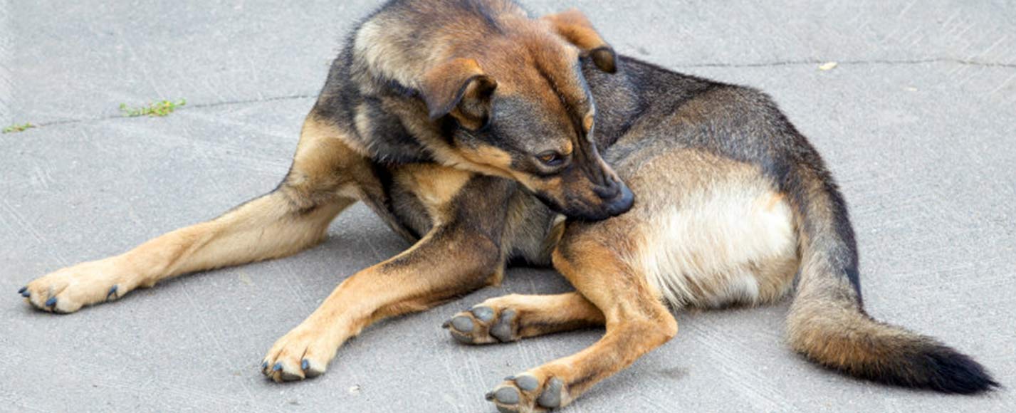An itchy dog whose irritated skin is upsetting them