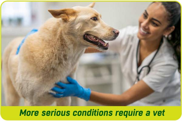 A vet checking a dog to see if it has allergies issues