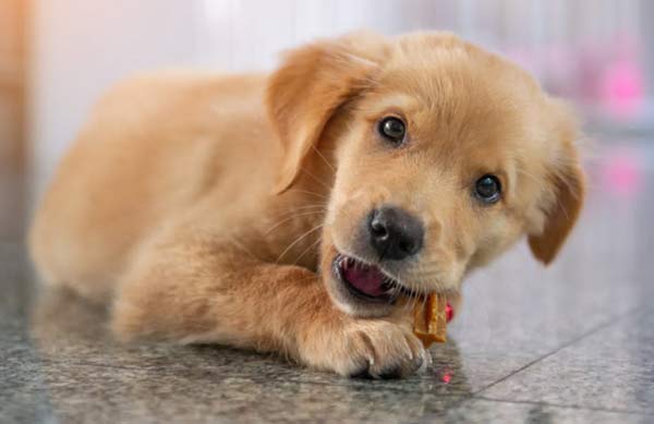 Do young dogs need to take joint supplements?
