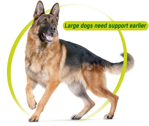 When should larger dogs like Alsatians start taking joint supplements?