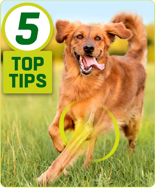5 joint care hacks that can help your dog