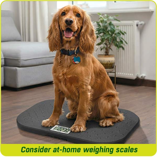 A Cocker Spaniel dog being weighed using a dog weighing scale in a home