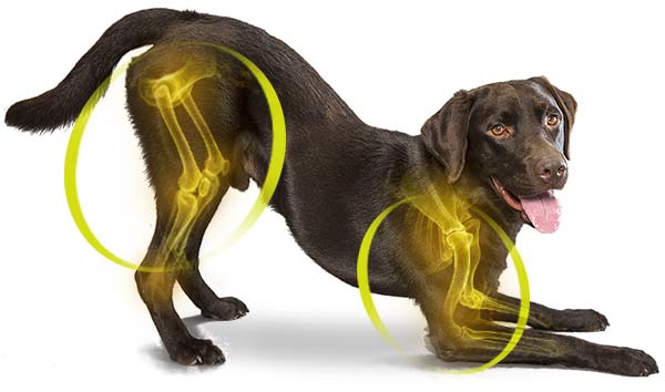 A labrador retriever dog with healthy joints from using CANIVET HIP+JOINT