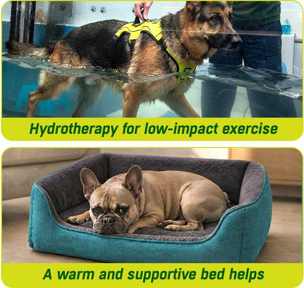 Complementary therapies can maximise the effects of a dog's joint care supplement routine
