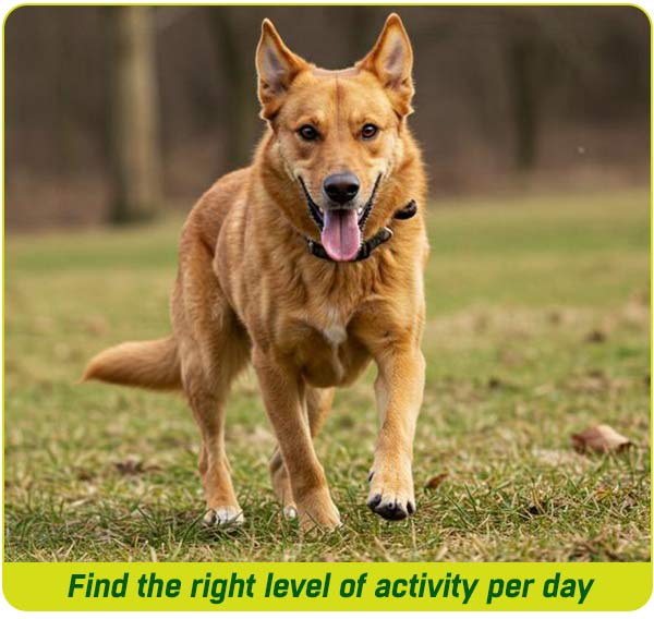 Regular light exercise is best for dogs with joint problems