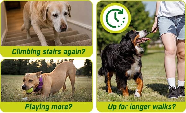 Some benefits of using CANIVET Hip and Joint Tablets